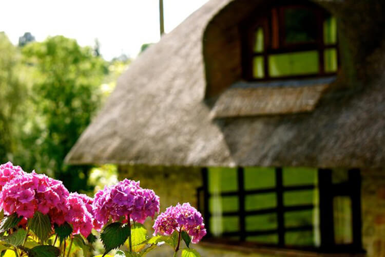 Little Thatch Cottage - Image 1 - UK Tourism Online