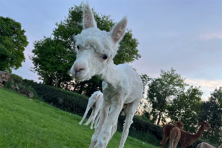 Fuzzy's Farm - Image 3 - UK Tourism Online