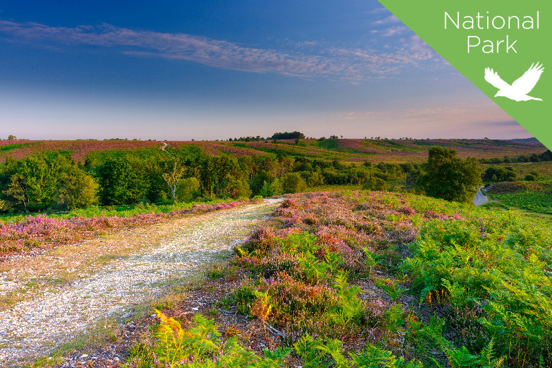 Hotels, Guest Accommodation and Self Catering in and around New Forest - England on UK Tourism Online