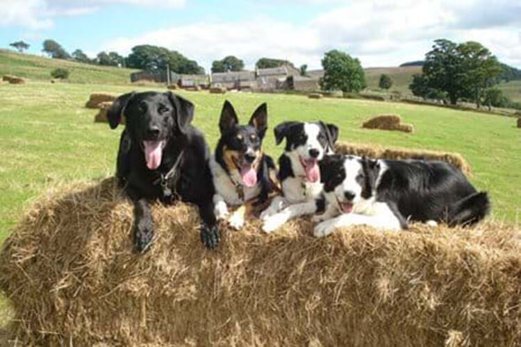 Laverock Hall Holiday Cottages - Image 5 - UK Tourism Online