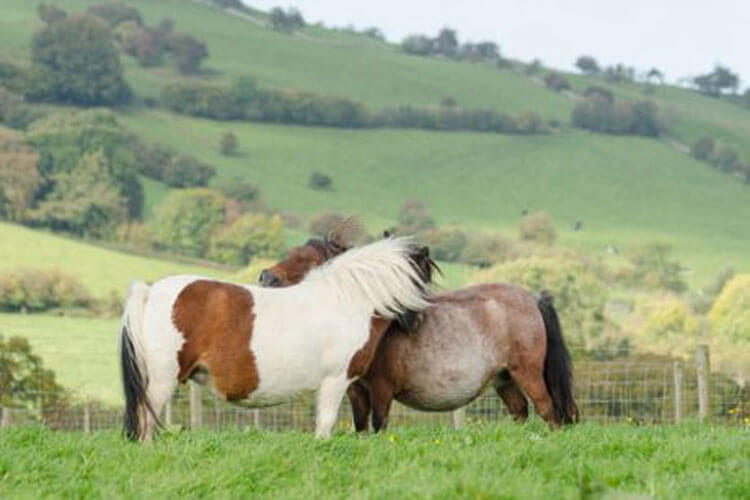 Linskeldfield Farm - Image 2 - UK Tourism Online