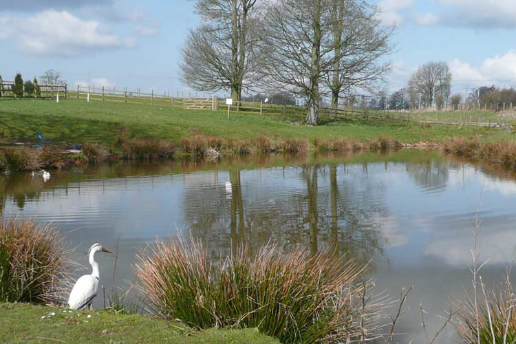 King Robert the Bruce's Cave Caravan and Camping Site - Image 5 - UK Tourism Online