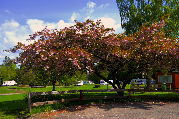 Bunchrew Caravan Park - Image 2 - UK Tourism Online