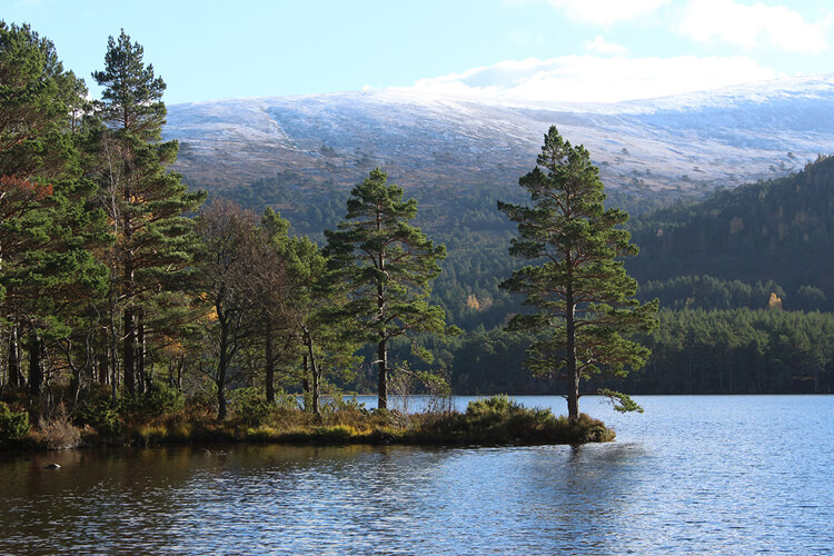 Loch Garten Lodges - Image 5 - UK Tourism Online