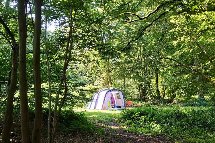 Wild Woodland Retreat - Image 3 - UK Tourism Online