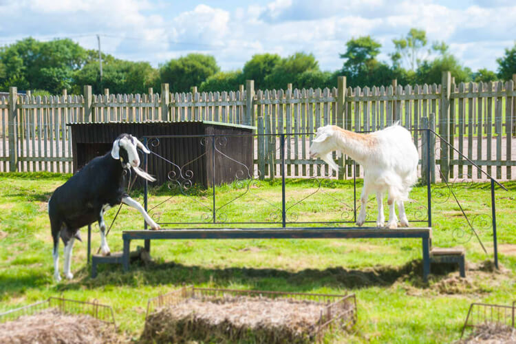 Nunnington Farm Campsite - Image 4 - UK Tourism Online