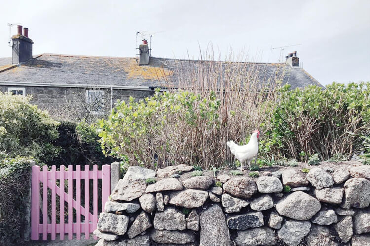 Ivy Cottage Zennor - Image 1 - UK Tourism Online