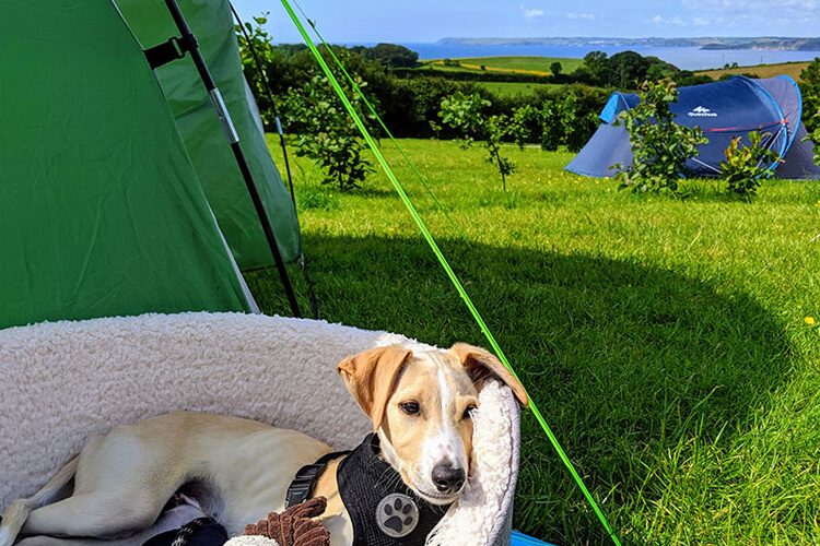 Penhale Caravan & Camping Park - Image 5 - UK Tourism Online