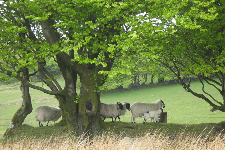 Doone Valley Campsite - Image 2 - UK Tourism Online