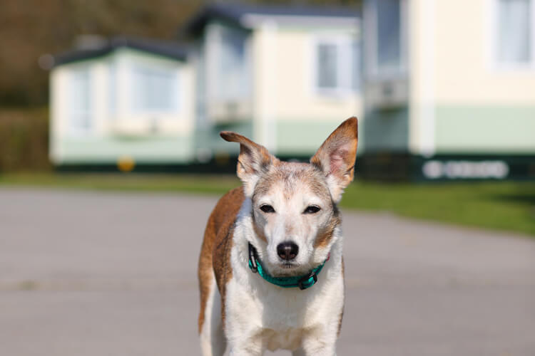 Oakdown Touring and Holiday Caravan Park - Image 3 - UK Tourism Online