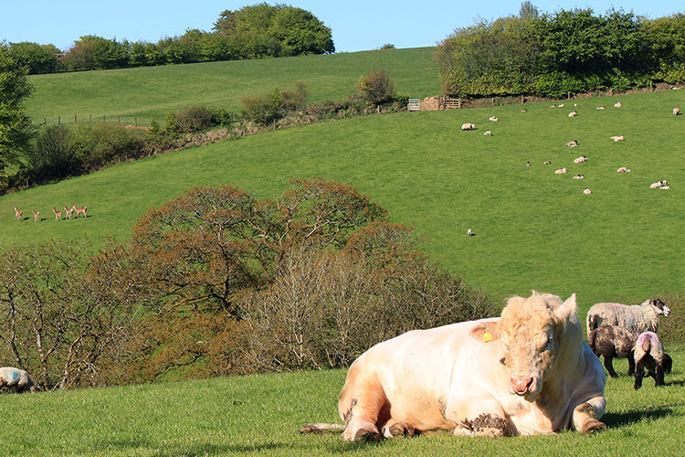 Halse Farm Caravan and Campsite - Image 3 - UK Tourism Online