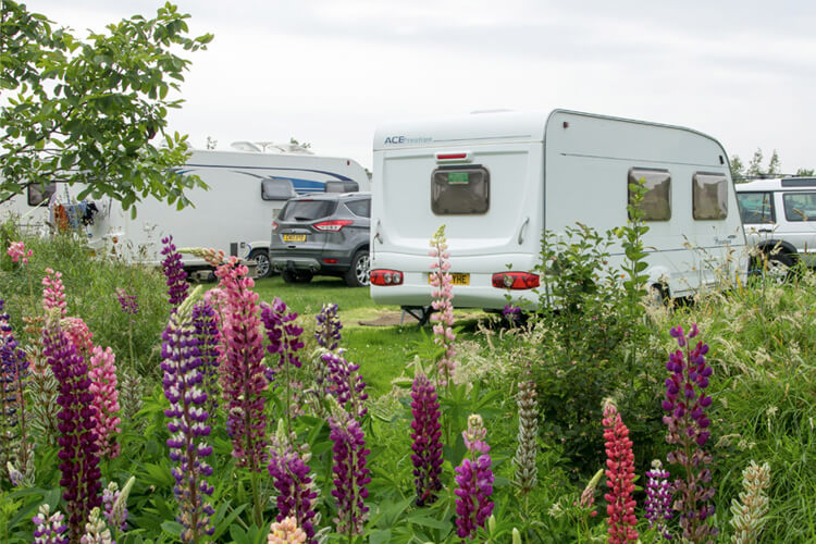 Withy Water Caravan Park and Fishing Lake (Adults only) - Image 3 - UK Tourism Online