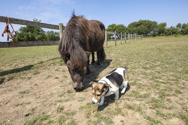 Pilton Moor Stables and Cottages - Image 5 - UK Tourism Online