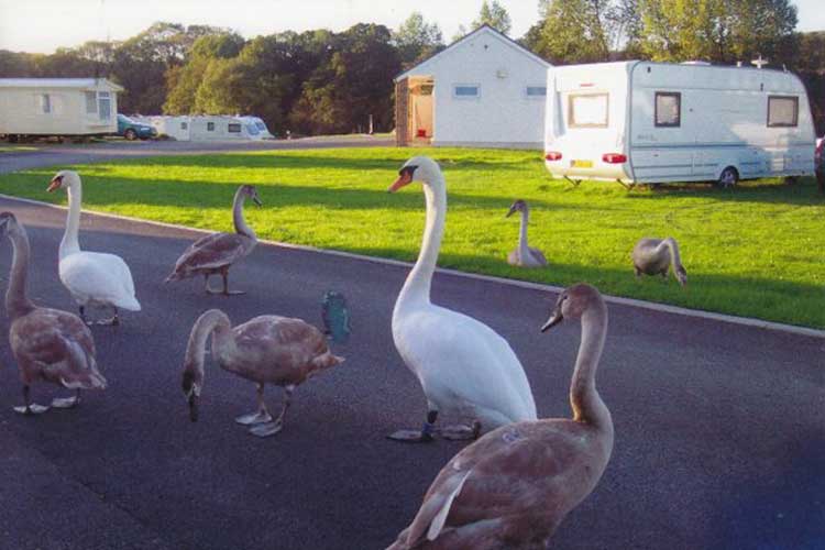 Argoed Meadow Caravan & Camping Site - Image 5 - UK Tourism Online