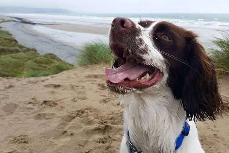 Searivers Caravan Park - Image 4 - UK Tourism Online