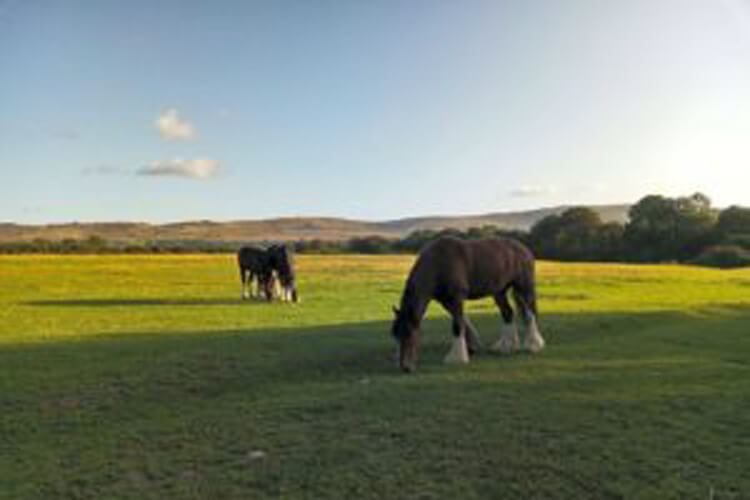 Dyfed Shire Horse Farm Camping - Image 5 - UK Tourism Online