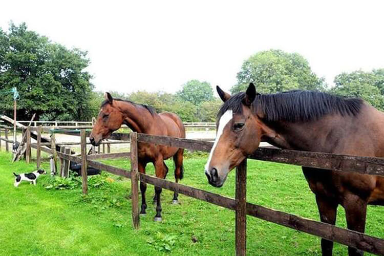 Little Rushbrook Cottages - Image 5 - UK Tourism Online