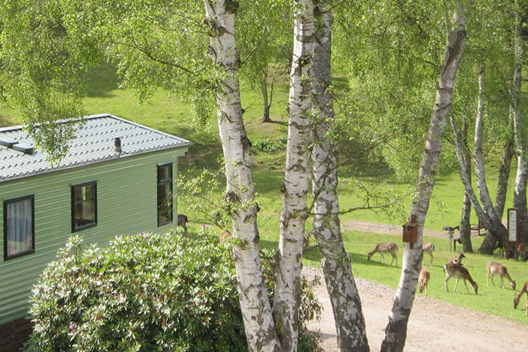 Silver Trees Holiday Park - Image 2 - UK Tourism Online