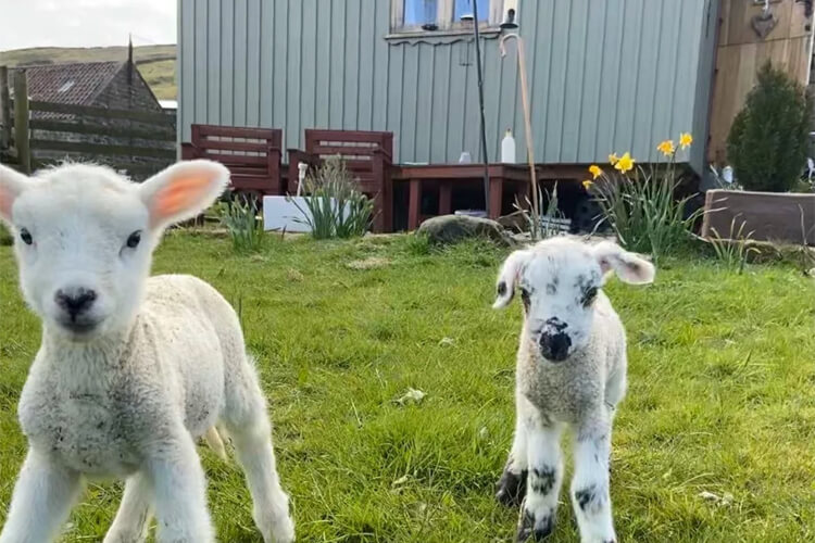 Shepherds Hut Bilsdale - Image 5 - UK Tourism Online