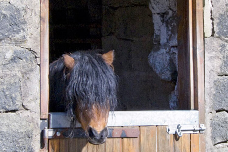 Longfield Equestrian Centre - Image 4 - UK Tourism Online